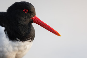 Close up portrait of an Oystercatcher (Haematopus ostralegus)