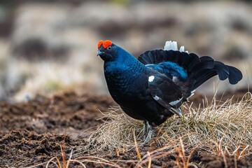 Discover the striking beauty of a male black grouse in its habitat. This image showcases its...