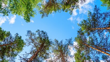 A breathtaking view through lush green trees reveals a vibrant blue sky with fluffy white clouds....