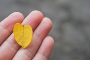 yellow love leaf in young man's hand