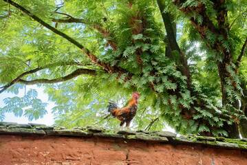 free range chicken on the fence