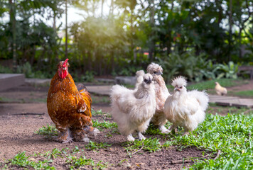 Orange Rooster is mix of Thai bantam with silkie chicken and silkie hen in molting period and filthiness in rainy season in garden on the green grass with beautiful landscape environment.