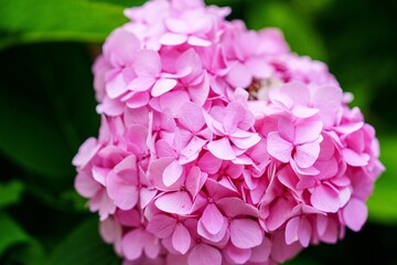 A close-up of a pink hydrangea flower reveals its delicate petals in a lush bloom. The vibrant pink contrasts with green foliage, ideal for gardening and floral design projects.