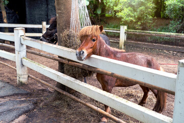 Brown miniature horse with bangs pokes its head out of a white fenced stable to beg for food.