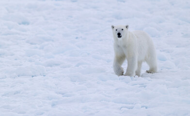 One year polar bear (ursus maritimus) cub in snow storm  in Svalbard, Norway