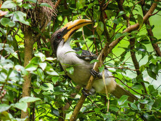 Hornbill perched on a tree branch amidst lush green foliage