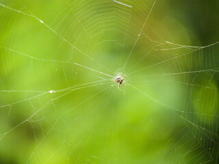 Tiny spider patiently waits on its delicate web amidst greenery