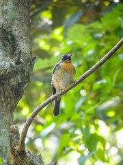 Small bird perched on a branch with lush green foliage