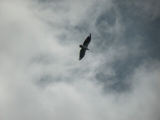 Majestic eagle soaring through dramatic stormy skies