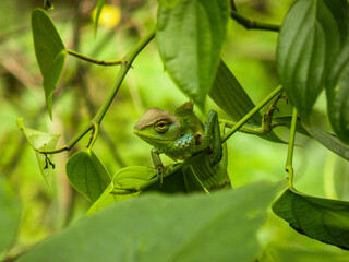 Green lizard peeking through lush tropical foliage