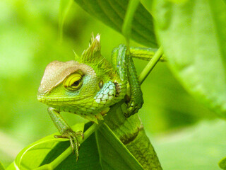 Green chameleon perched on lush foliage in sunlight