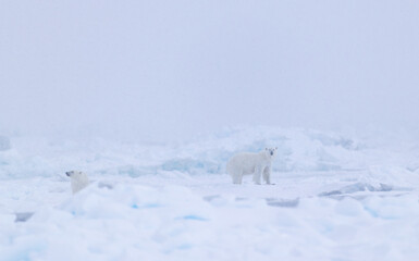 Mother polar bear (ursus maritimus) with a one year old cub in snow storm  in Svalbard, Norway