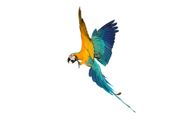 Colorful flying Blue and Gold Macaw parrot isolated on transparent background png file	
