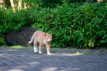 Orange cat walking in the garden