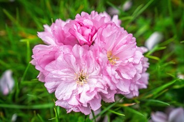 Obraz premium A close-up of vibrant pink cherry blossoms among lush green grass, symbolizing spring s beauty and renewal. Ideal for spring promotions, nature blogs, and floral designs.