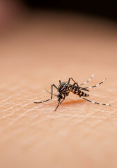 Striped Mosquito Sucking Blood on Skin Close Up. World Mosquito Day
