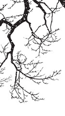 Snow-covered branches in a winter scene. silhouette illustration