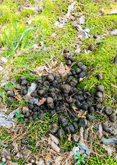 Deer Droppings on Forest Floor with Moss