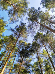 Majestic Pine Forest Under Clear Blue Sky