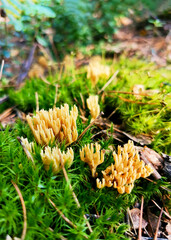 Golden Fungi Growing in Lush Forest Underbrush