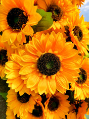 Bright Sunflowers in Full Bloom