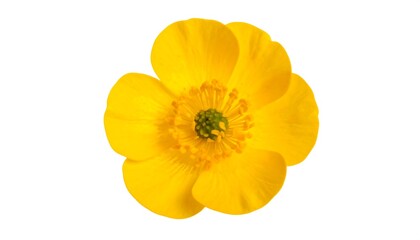 Vibrant yellow buttercup blossom in isolated pristine composition studio shot