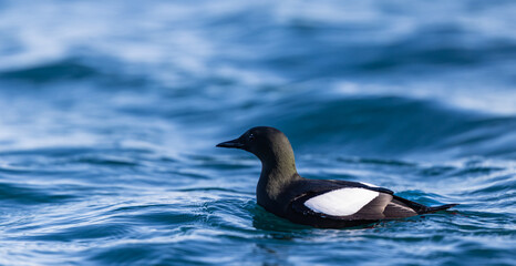 Black Guillemot (cepphus grylle) swimming in the ocean around Svalbard, Norway