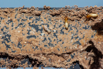 Close up of Termites Eating wood, (Termite damage house)