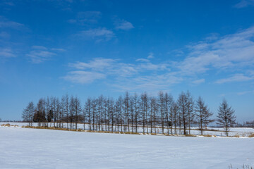 Trees stretching into the winter fields and blue sky