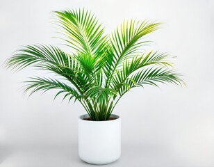 Lush green palm fronds in a white pot palm tree indoor plant