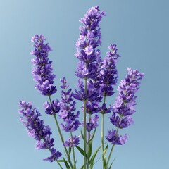 Fototapeta premium Close-up of vibrant purple lavender