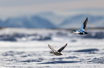 Pair of Common Eider (Samateria mollissima) in flight on Svalbard, Norway