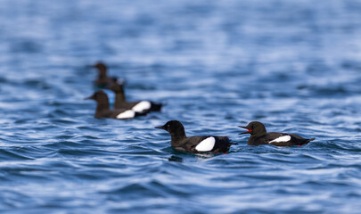 Flock of Black Guillemot (cepphus grylle) swimming in the ocean around Svalbard, Norway