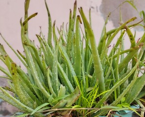 Beautiful green aloe vera plant in the home