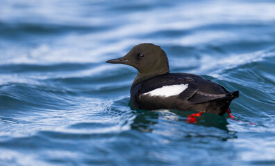 Black Guillemot (cepphus grylle) swimming in the ocean around Svalbard, Norway