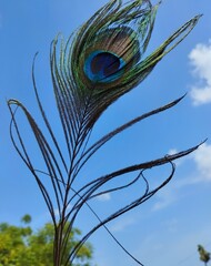 Elegant Peacock Feather Against Clear Blue Sky