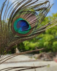 Close-Up of Vibrant Peacock Feather in Natural Light
