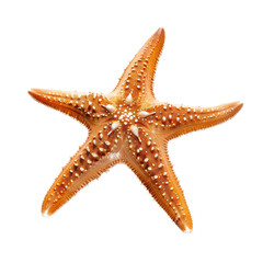 Close-up of a starfish (1)