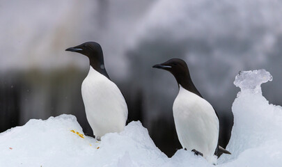 Obraz premium Pair of Brunnichs Guillemot (uria lomvia) in a snowstorm, Svalbard, Norway