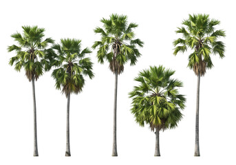 A collection of five palm trees with lush green foliage stand tall against a transparent background © Vooglo.com