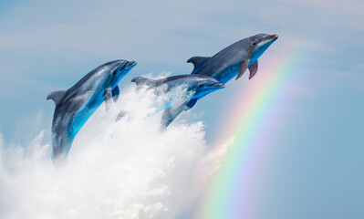 Group of dolphins jumping up from the sea wave with rainbow