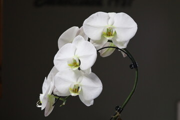 Orchid