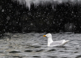Glaucous Gulls (Larus hyperboreus ) in snow fall swimming in the water, Svalbard, Norway