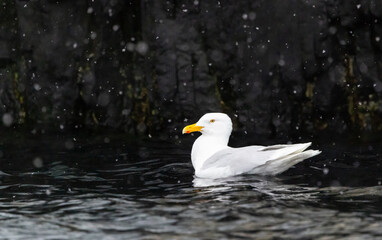 Glaucous Gulls (Larus hyperboreus ) in snow fall swimming in the water, Svalbard, Norway