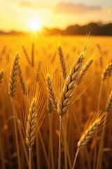 Golden hour sunlight bathes a bountiful field of ripe wheat, ready for harvest The scene evokes a sense of abundance and the culmination of nature's hard work , organic, sunlight, sun