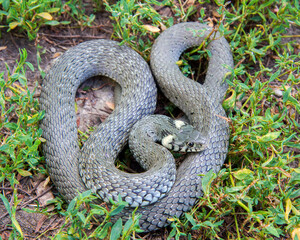 Snake grass snakes in the wild. The snake curled up in the grass.