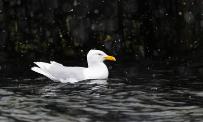Glaucous Gulls (Larus hyperboreus ) in snow fall swimming in the water, Svalbard, Norway