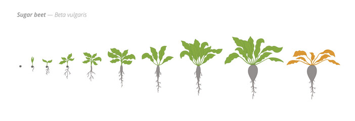 Growth stages of sugar beet from seed to harvest