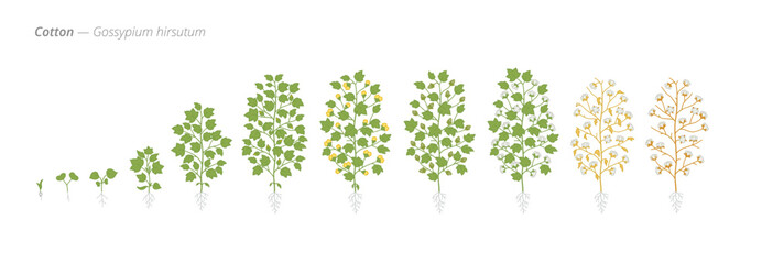 Growth stages of cotton plants from seed to harvest