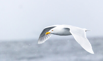 Glaucous Gull (Larus hyperboreus ) in flight in snow fall, Svalbard, Norway
